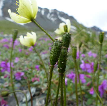 Papaver lapponicum (A. Tolmatch.) Nordh. resmi