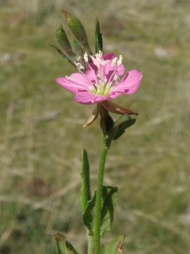 Image of rose evening primrose