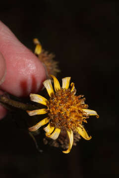 Image of Dendrophorbium vanillodorum (Cabrera) H. Beltran