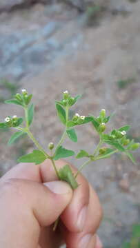 Image of Galeana