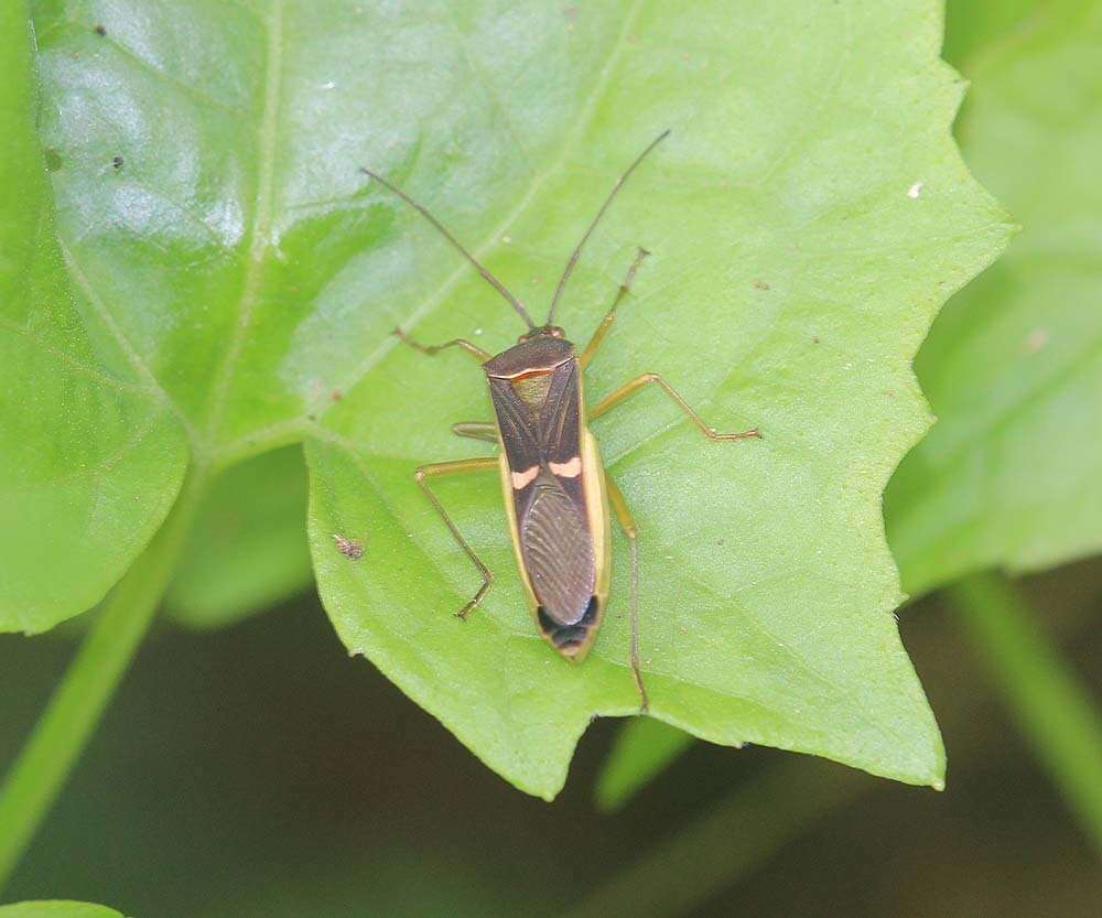 Image of Homoeocerus (Anacanthocoris) meniscus Hsiao 1962