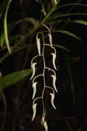 Dendrobium fractiflexum Finet的圖片