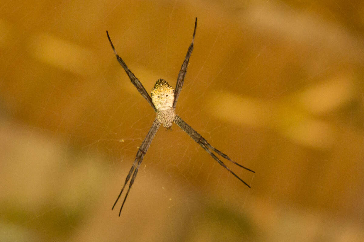 Image of Garden spider