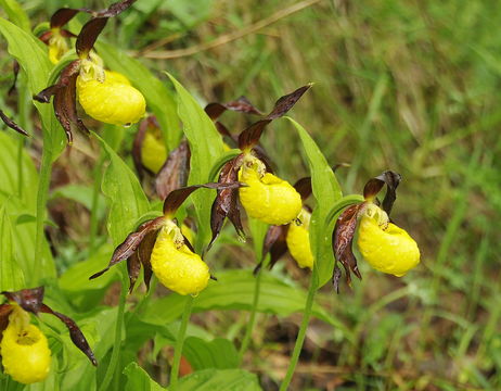 Image of Lady's-slipper orchid