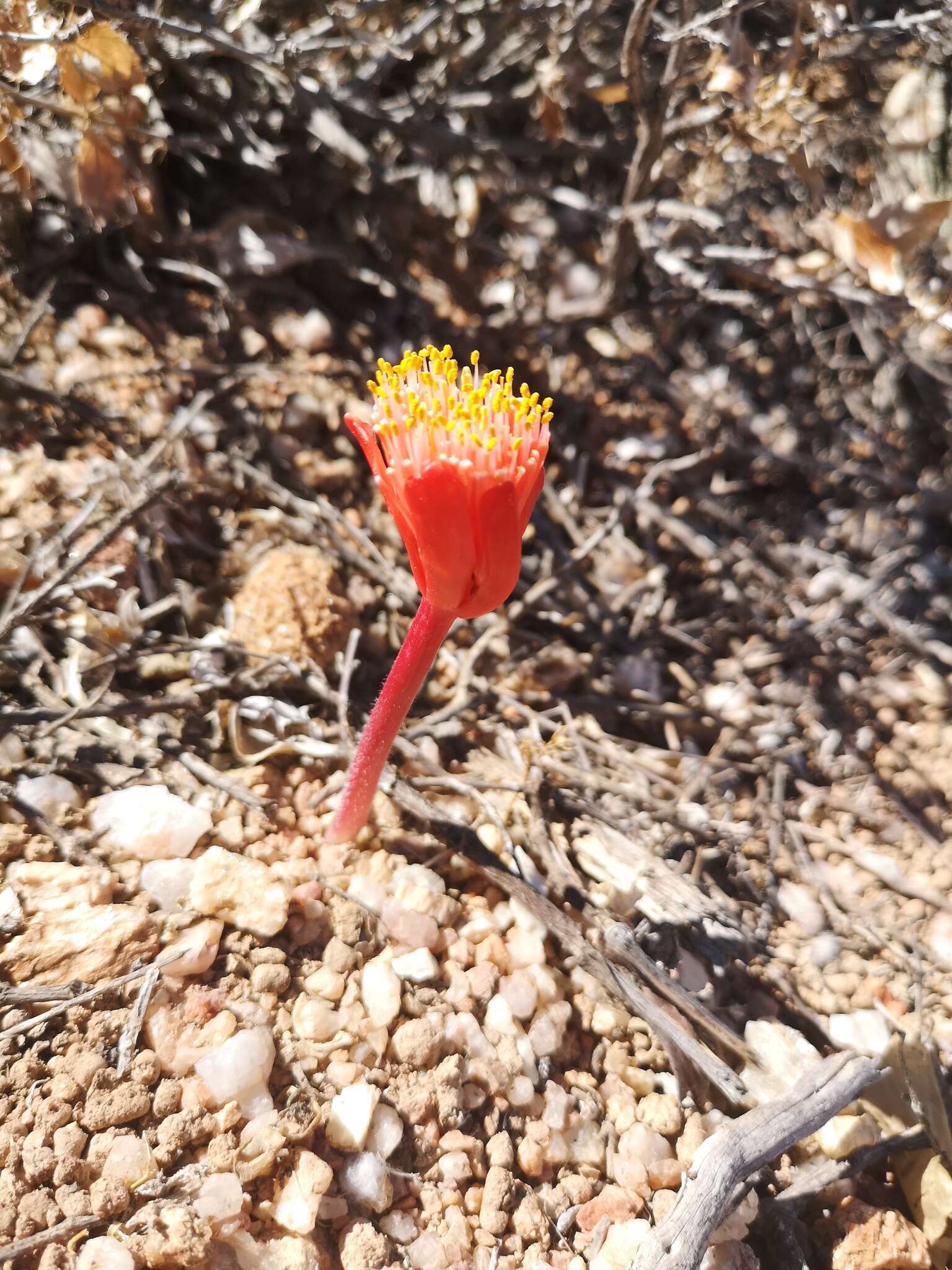 Imagem de Haemanthus unifoliatus Snijman