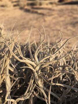 Imagem de Tillandsia landbeckii Phil.