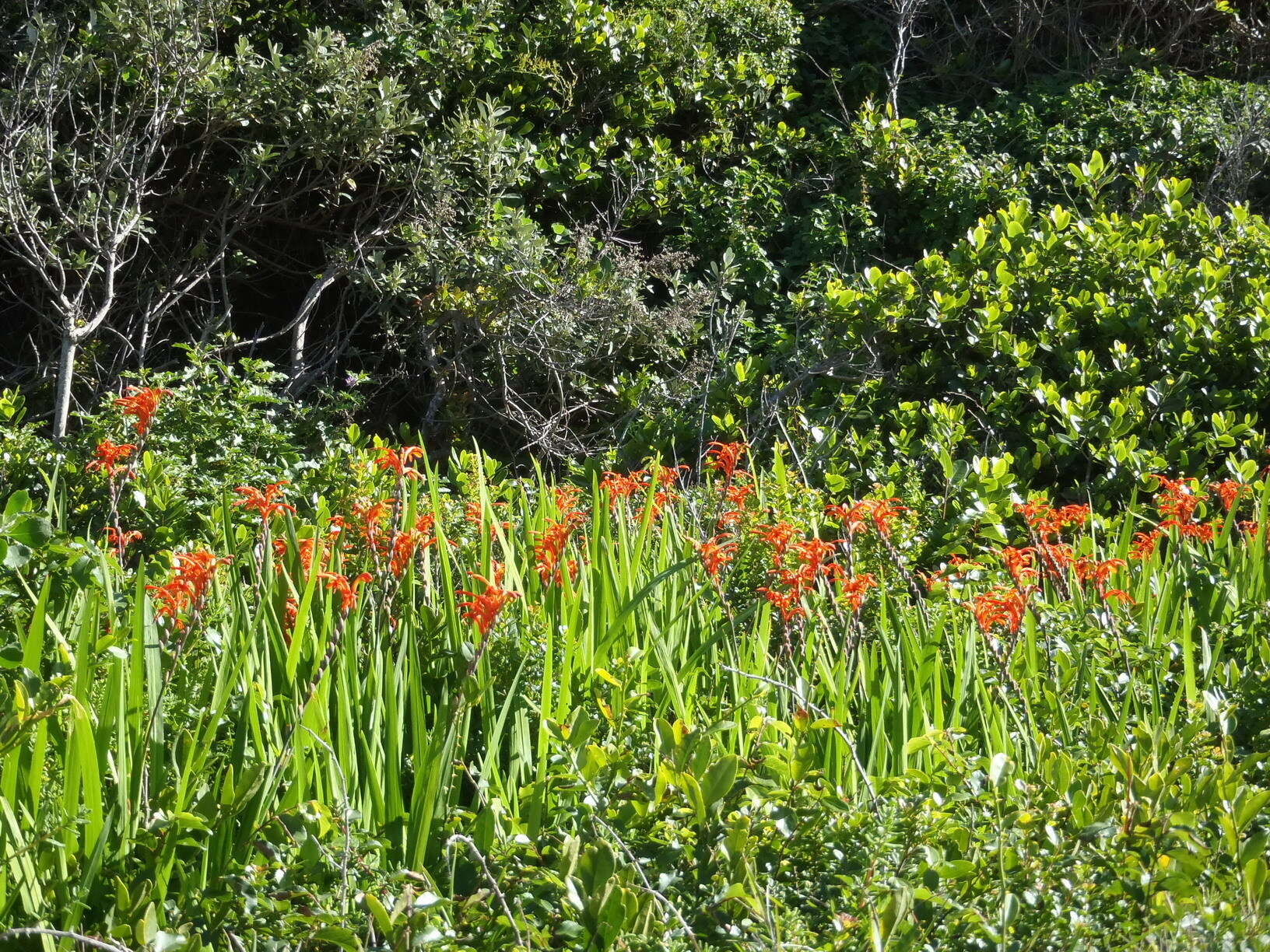 Plancia ëd Chasmanthe aethiopica (L.) N. E. Br.