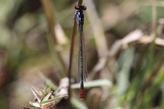 Sivun Hesperagrion Calvert 1902 kuva