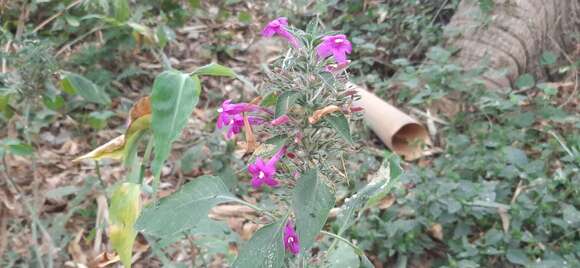 Image of Ruellia inundata Kunth