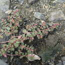 Image of Euphorbia makinoi Hayata