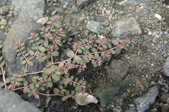 Image of Euphorbia makinoi Hayata