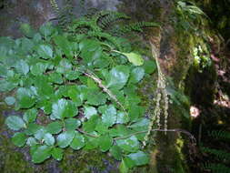 Image of Umbilicus oppositifolius (Ledeb.) Ledeb.