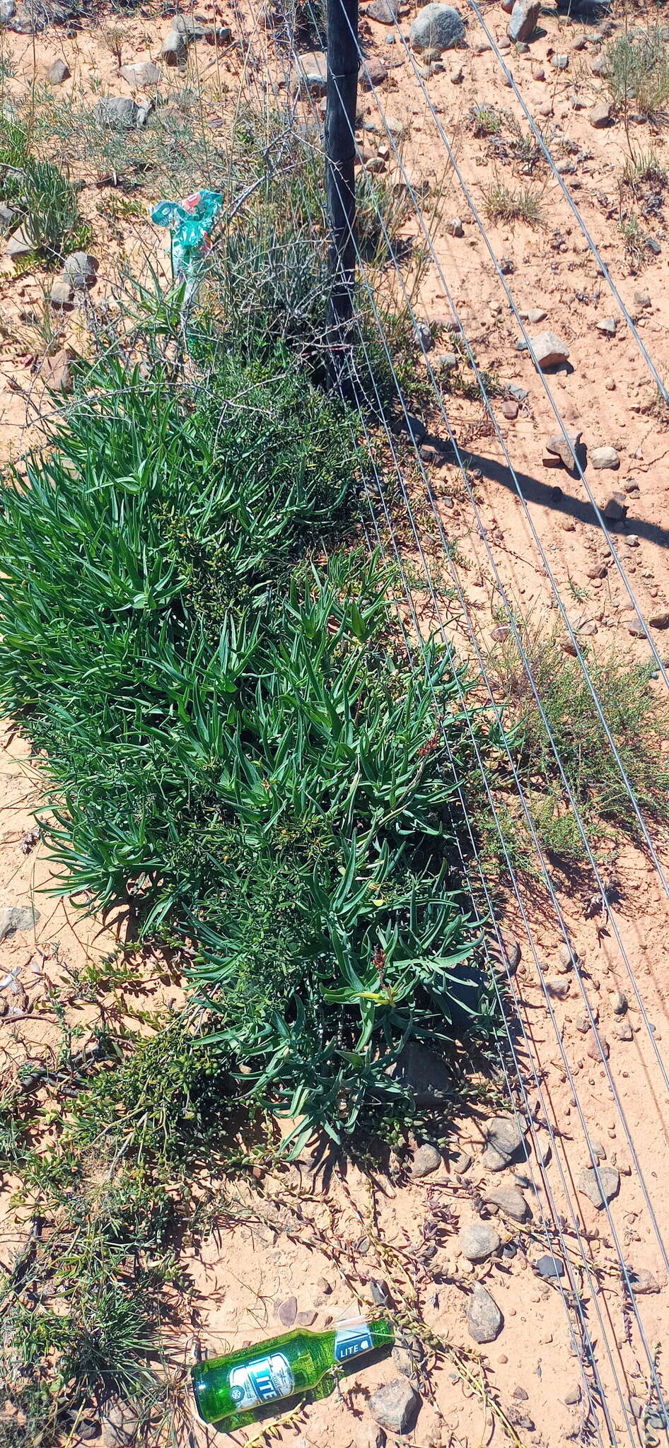 Image of Fence Aloe