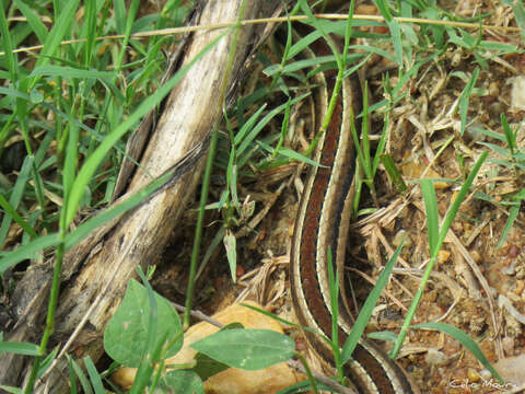 Image of Lema's Ground Snake