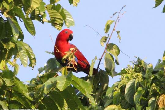 Image of Eclectus Wagler 1832