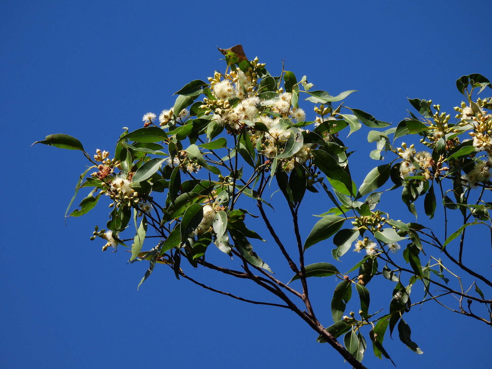 Image of Eucalyptus pellita F. Müll.
