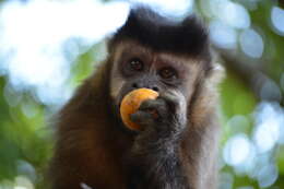 Image of Black Capuchin