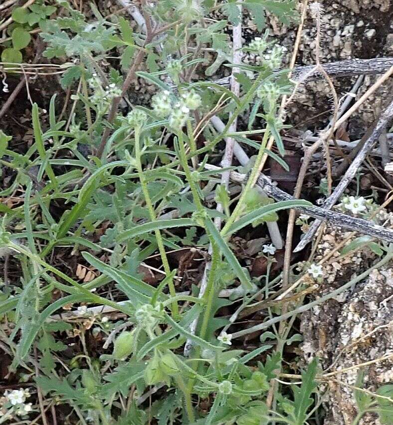 Слика од Cryptantha decipiens (M. E. Jones) Heller