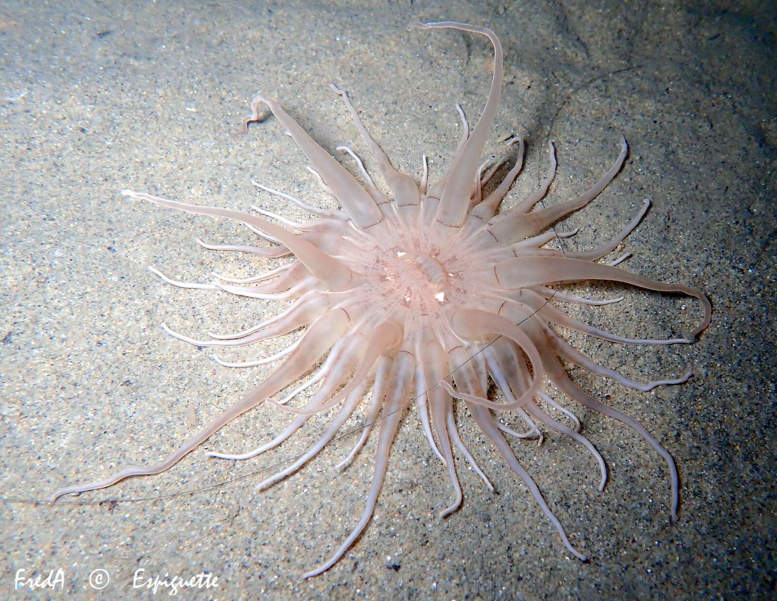 Image of burrowing anemone