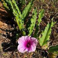 Image of Ipomoea ommanneyi Rendle