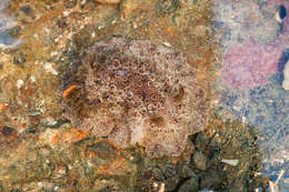 Image of Carminodoris grandiflora (Pease 1860)