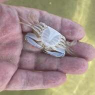 Image of lesser blue crab