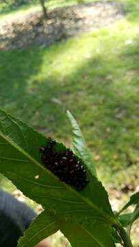 Image of cotton harlequin bug