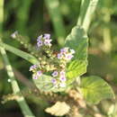 Imagem de Heliotropium nicotianifolium Poir.