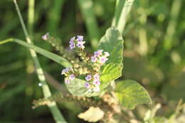 Image of Heliotropium nicotianifolium Poir.