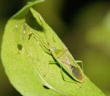 Image of Amblypelta nitida Stål 1873