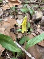 Image of dimpled troutlily