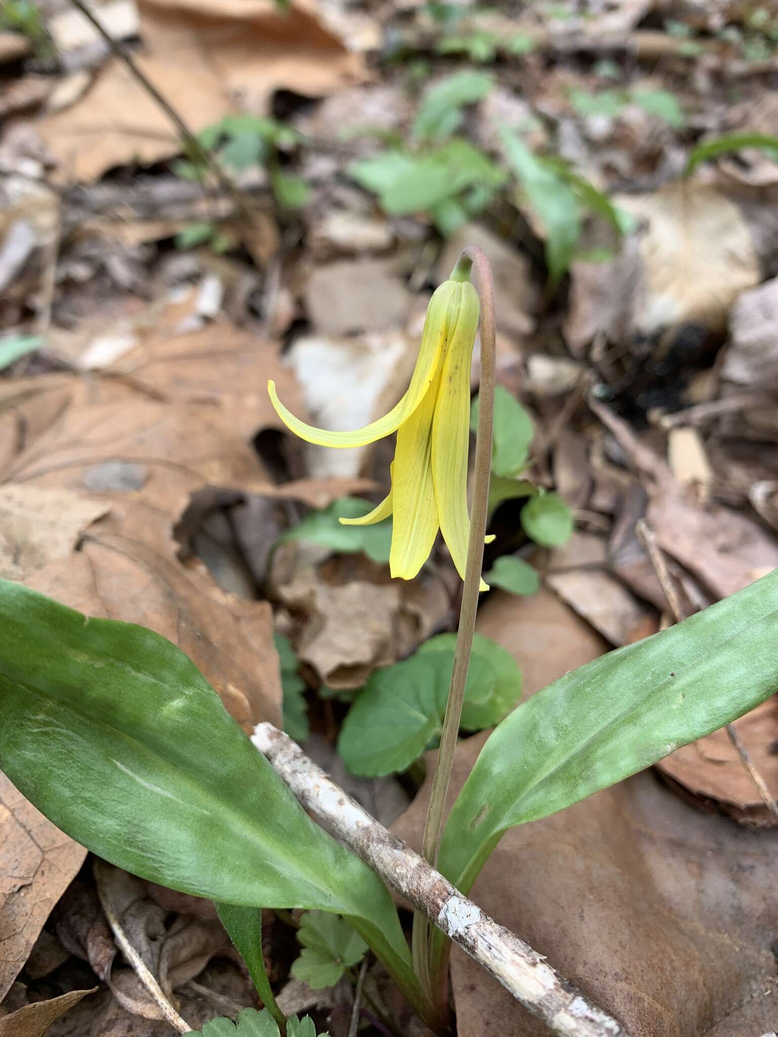 Image of dimpled troutlily