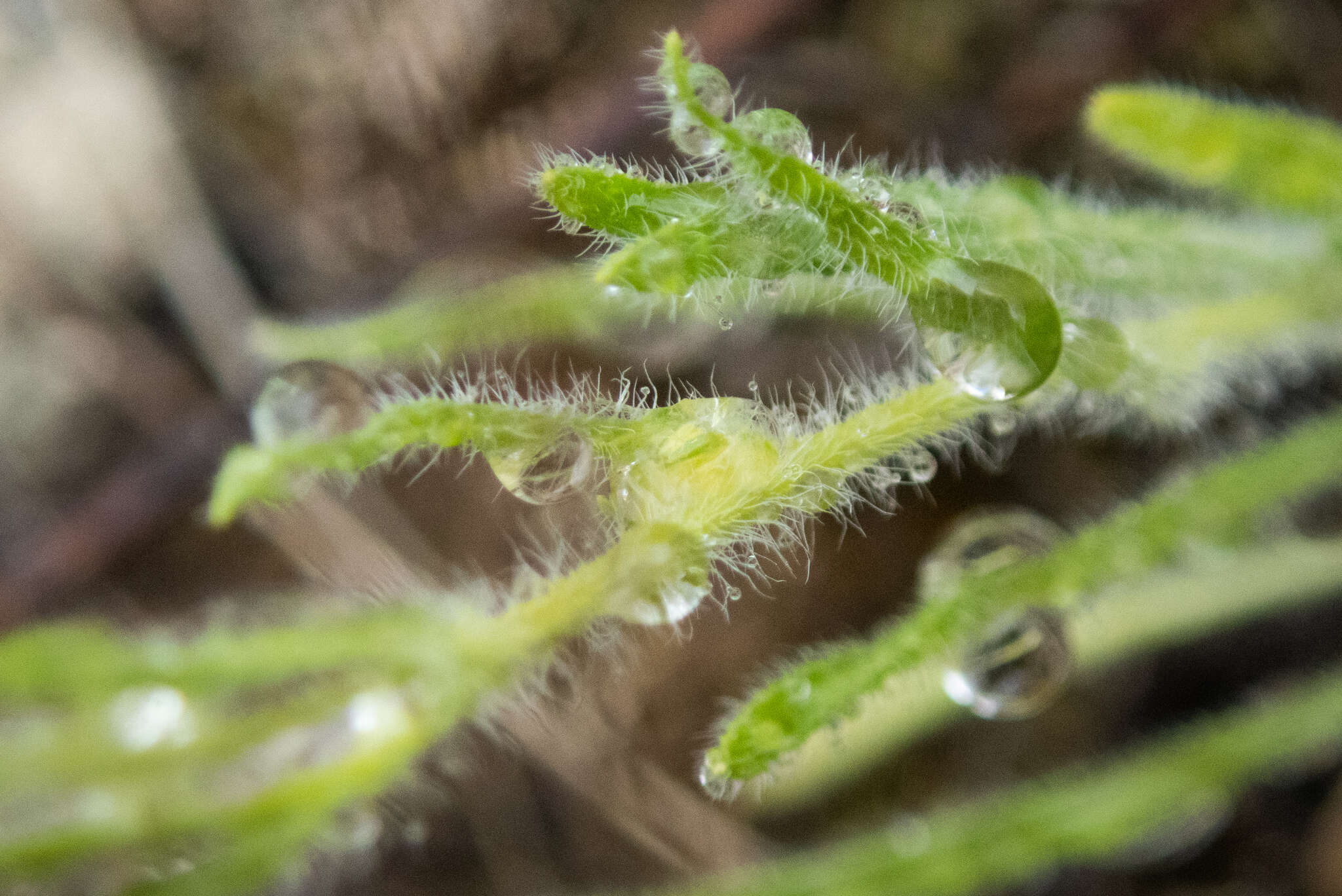 Image de Erigeron pumilus Nutt.