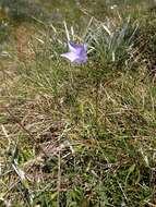 Image of Wahlenbergia ceracea Lothian