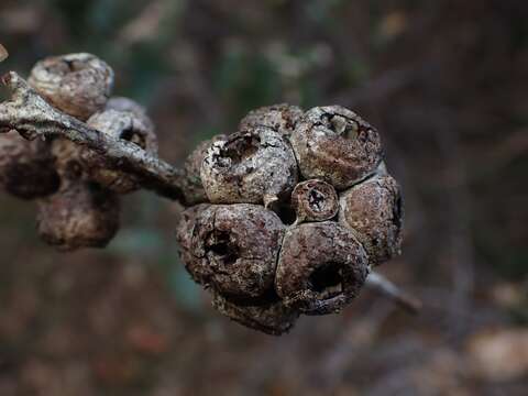 Image of Eucalyptus globoidea Blakely