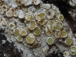 Image of Pacific rim lichen