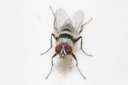 Image of Fly