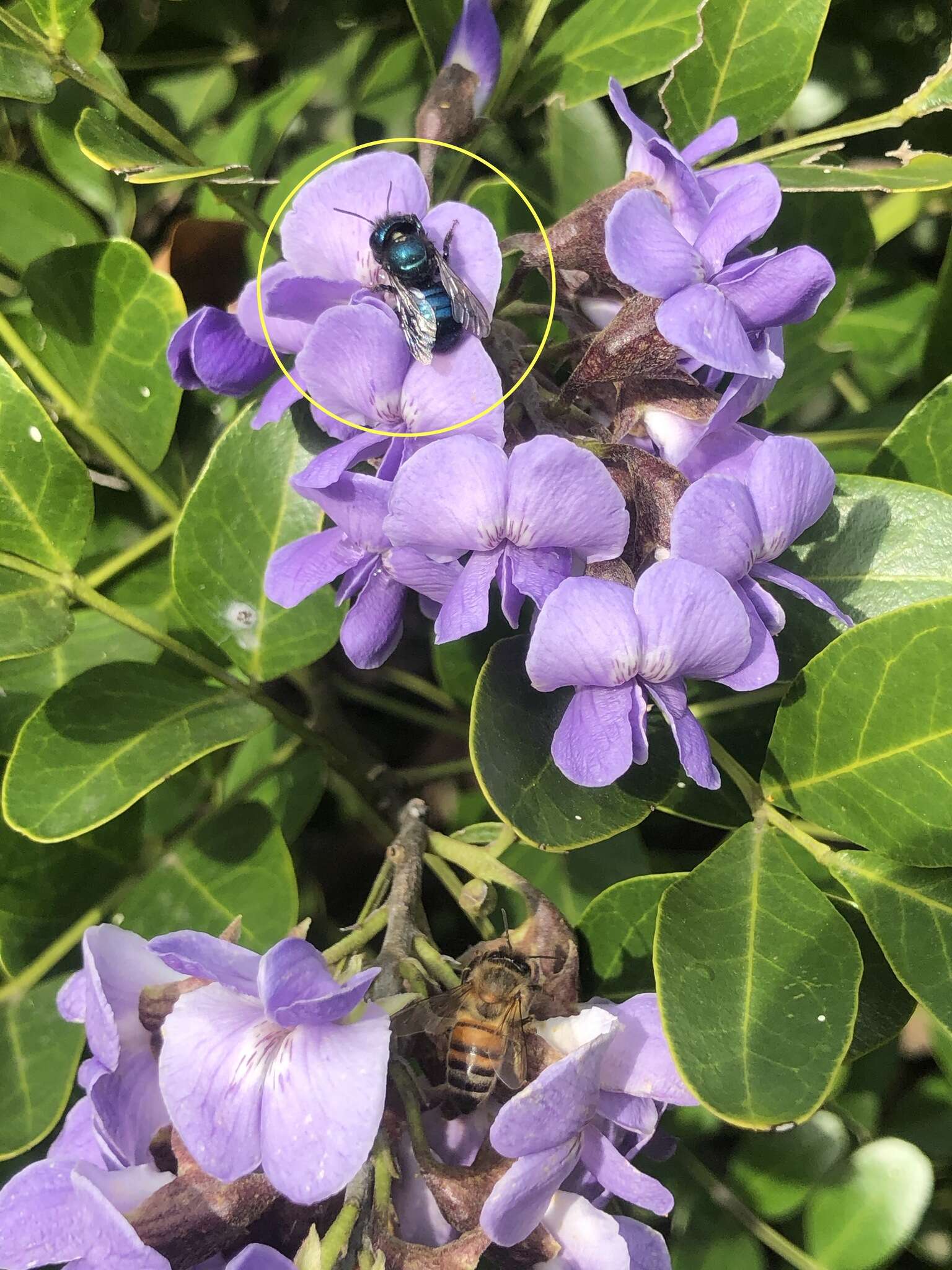 Image of Blueberry bee