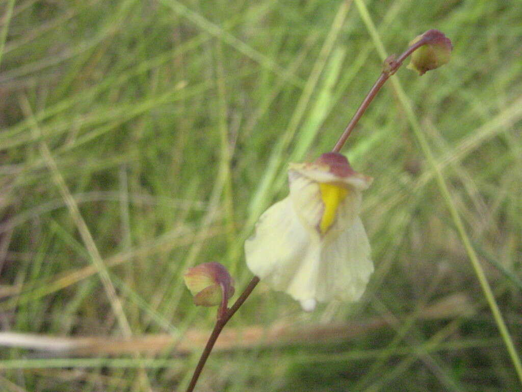 Image of Utricularia hispida Lam.