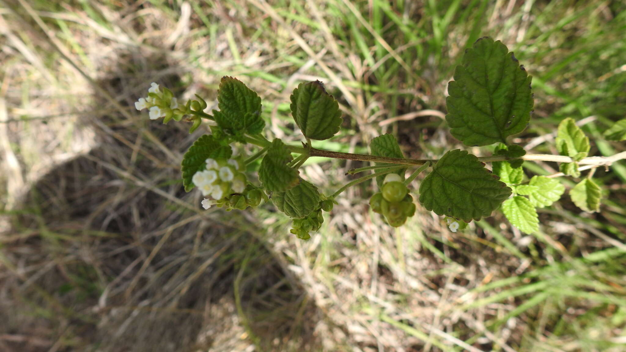 Plancia ëd Lantana grisebachii Stuck. ex Seckt