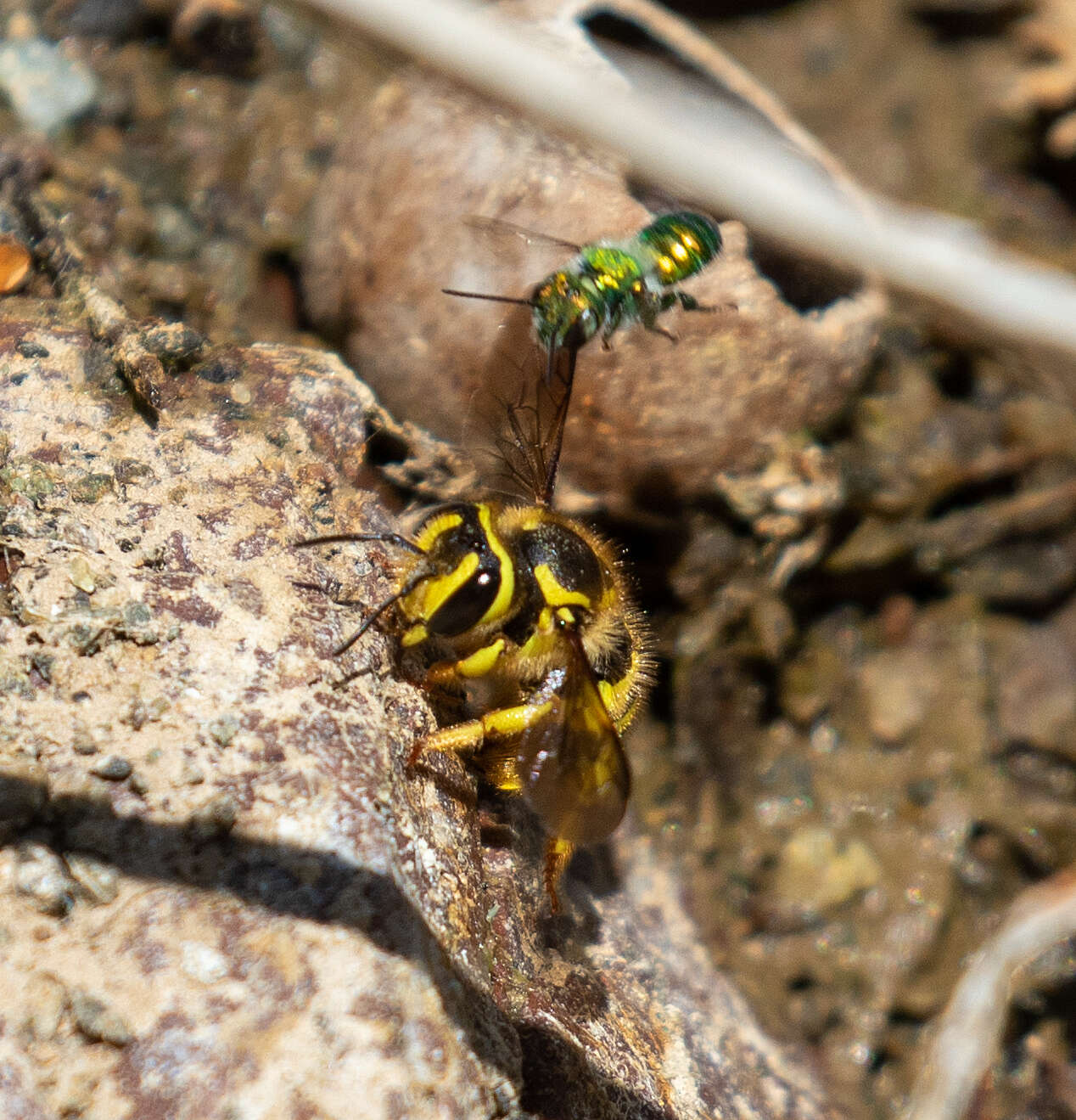 Image of Anthidium illustre Cresson 1879