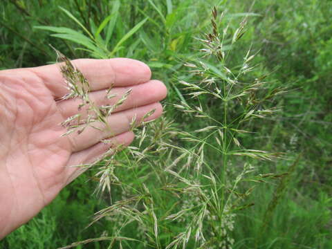 Image of needlegrass