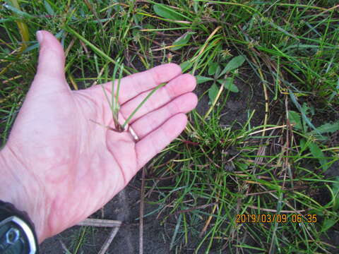 Image of proliferating bulrush