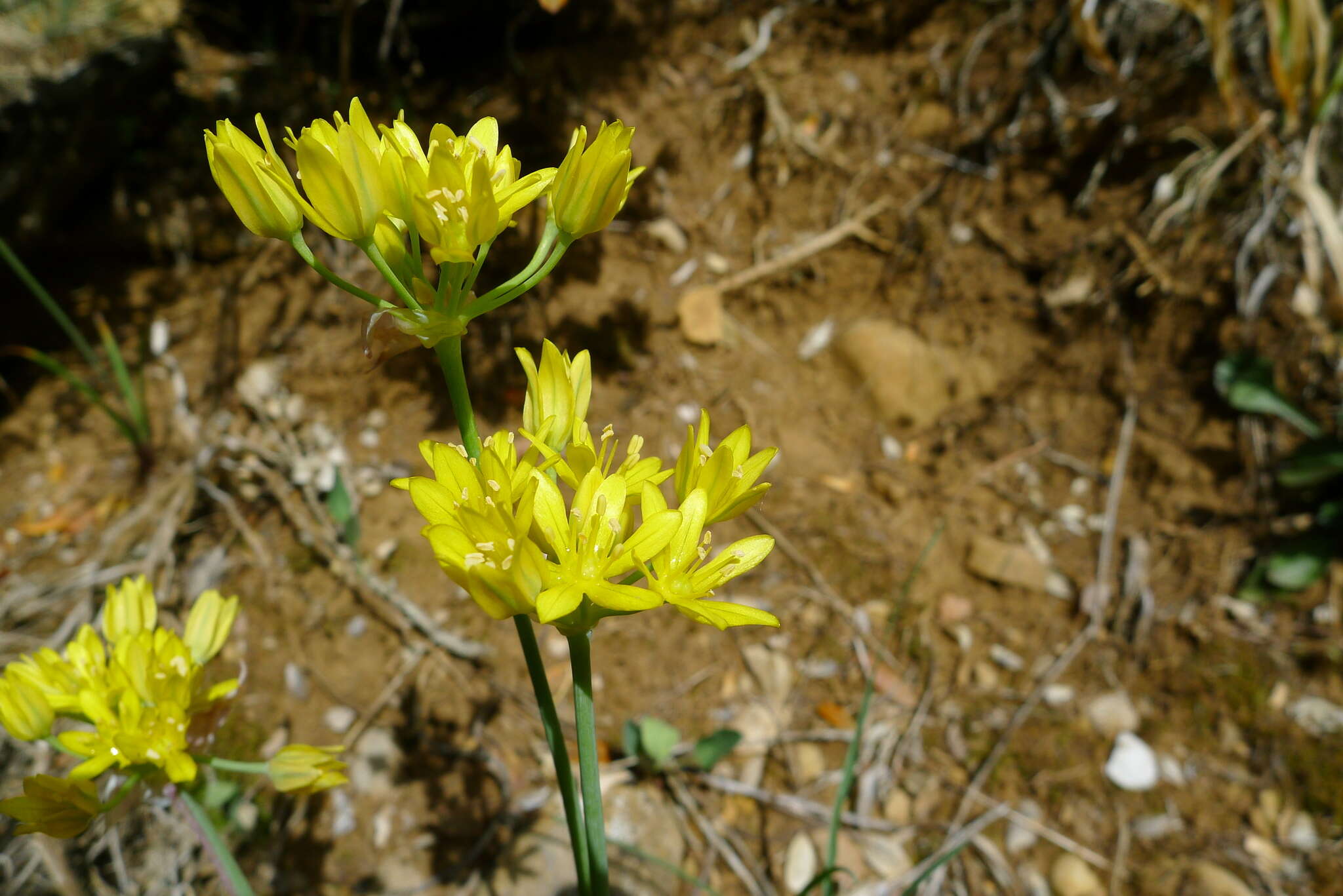 Image of Lily Leek