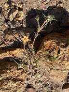 Image of shrubby purslane