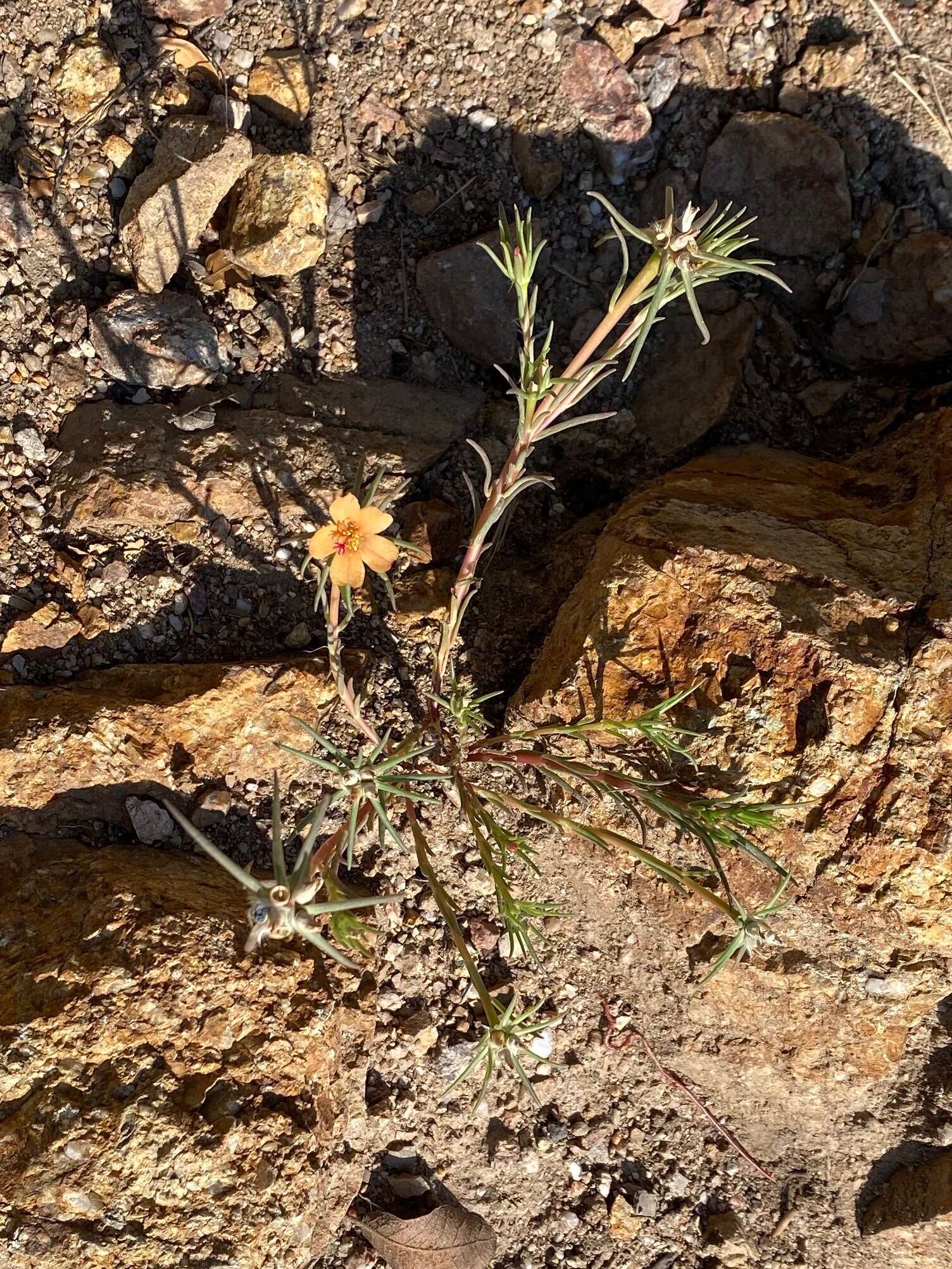 Image of shrubby purslane