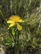 صورة Hypericum kalmianum L.