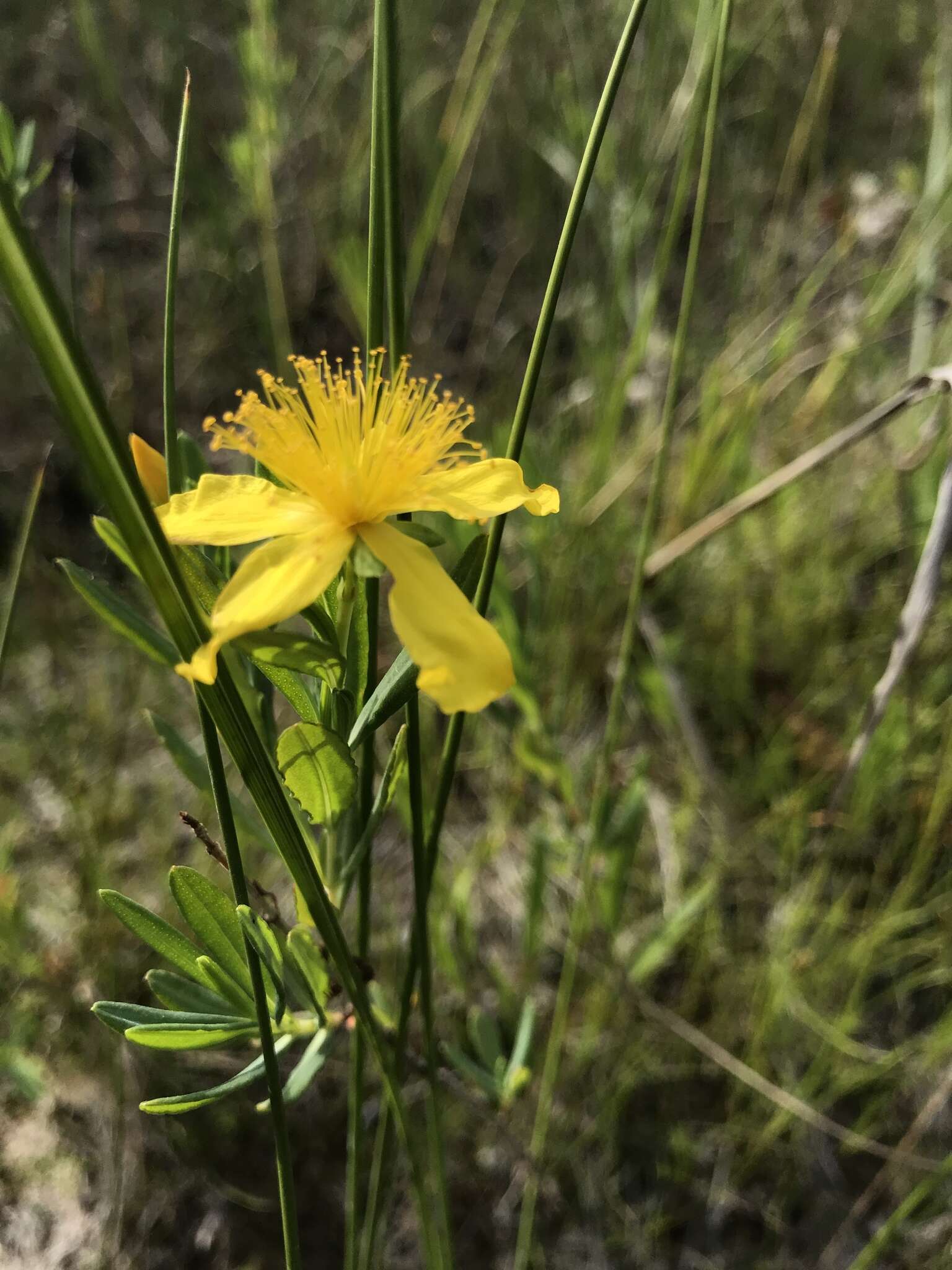 صورة Hypericum kalmianum L.