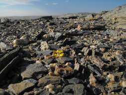 Image of Lithops herrei L. Bol.