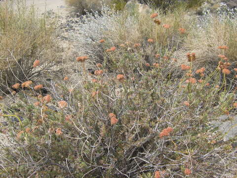 Imagem de Eriogonum fasciculatum Benth.